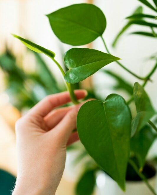 Oikoumene – Gabinety Psychoterapii Gestalt